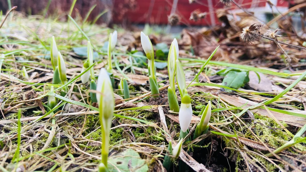 Vårtecken i Sundbyholm tidigare i februari.