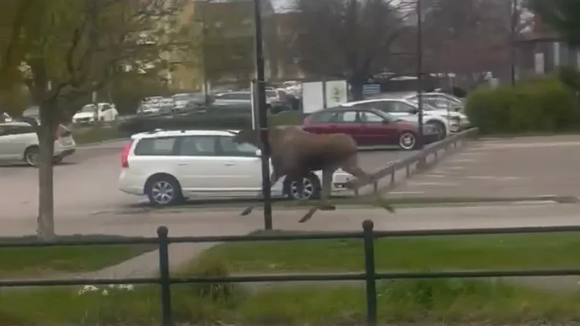 Älg på Storgatan i Motala på morgonen.