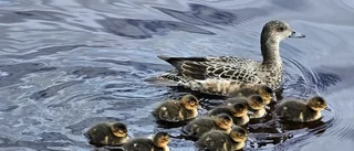 Läsarbilden: En beskyddande mamma