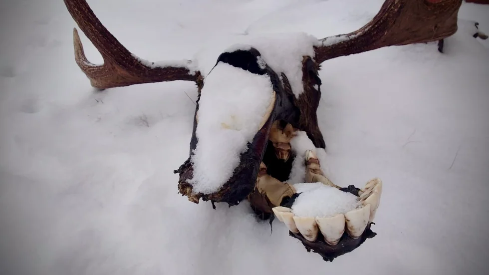 Synen av en död älg delvis täckt av snö var lite skrämmande. "Jag vågade inte kolla närmare", säger Linnea Nyberg som hittade älgen på sommarstugetomten,