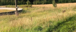 "Risk att eleverna får ormbett och fästingar"