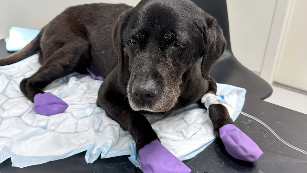 Gulli får dropp hos distriktsveterinärerna i Söderköping. 