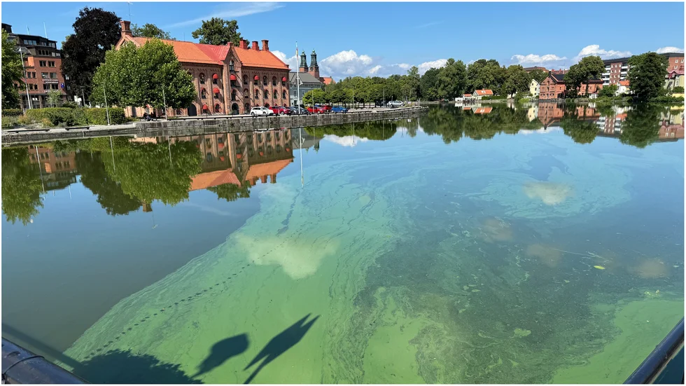 Algblomningen har kommit igång i Eskilstunaån. Stora sjok grön sörja flyter runt. Att bada här, om någon nu tänkt sig det, kan ge hudirritationer, och små barn och husdjur som lättare drar i sig vatten ska definitivt inte bada när å och sjöar ser ut så här.