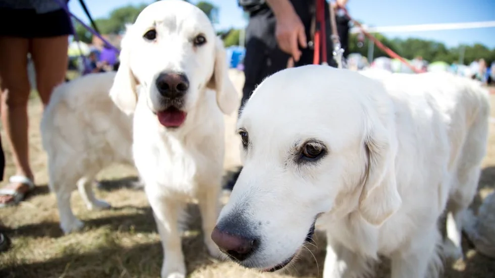 Lars och Riitta Zetterman tävlade med sina Golden Retrievers Estella, Bizzie, Latte och Elsa. "Vi börjar träna dem från att de är valpar."