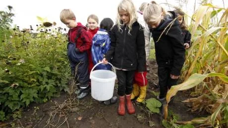 Stulna. Ett svart hål och inga pumpor mötte Montessoriskolans barn när de kom till kolonilotten i går morse. Hur någon kunde ta de fina pumporna som skulle bli prydnader till halloween var svårt att förstå.Foto: Rolf Jönsson