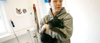 Katten Totte har hittat hem