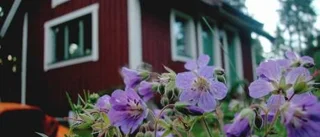 Börja med fem vilda