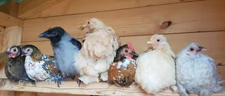 Kråkan Åsa flyttade in hos hönsen