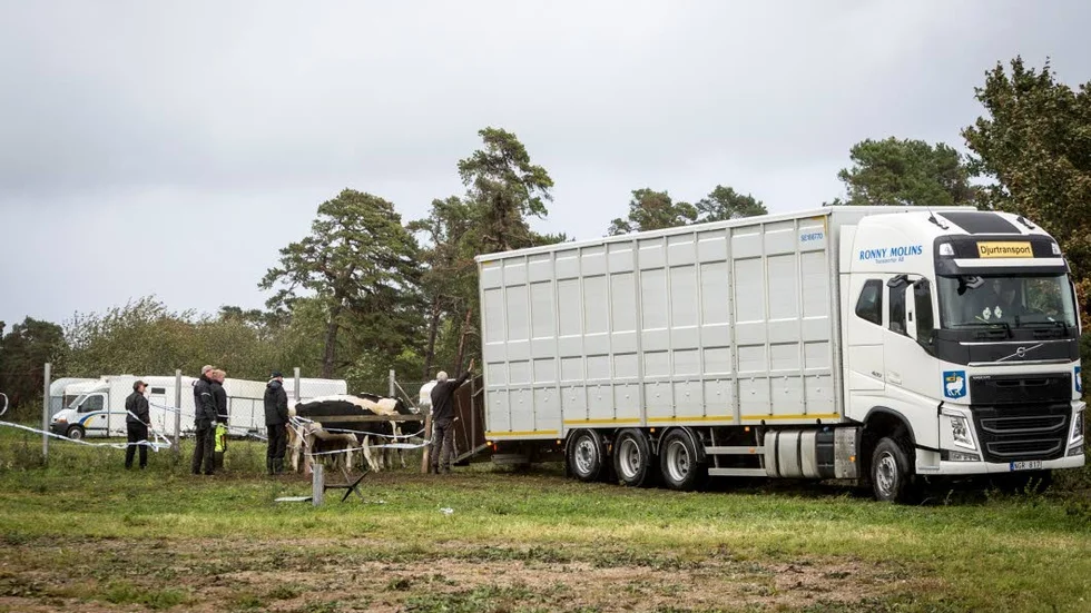 Flera medhjälpare hade kommit till undsättning för att hjälpa Kent Pettersson att fånga in sina kvigor igen.