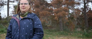 Över hundra hektar skog brun av torka