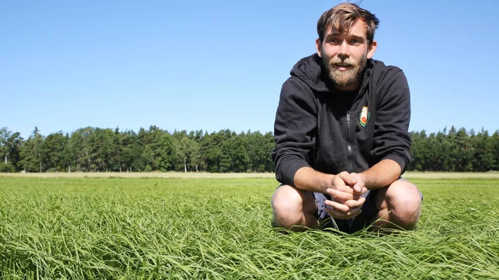 2017. Så här såg det ut ifjol när Andreas Nypelius provodlade teff.