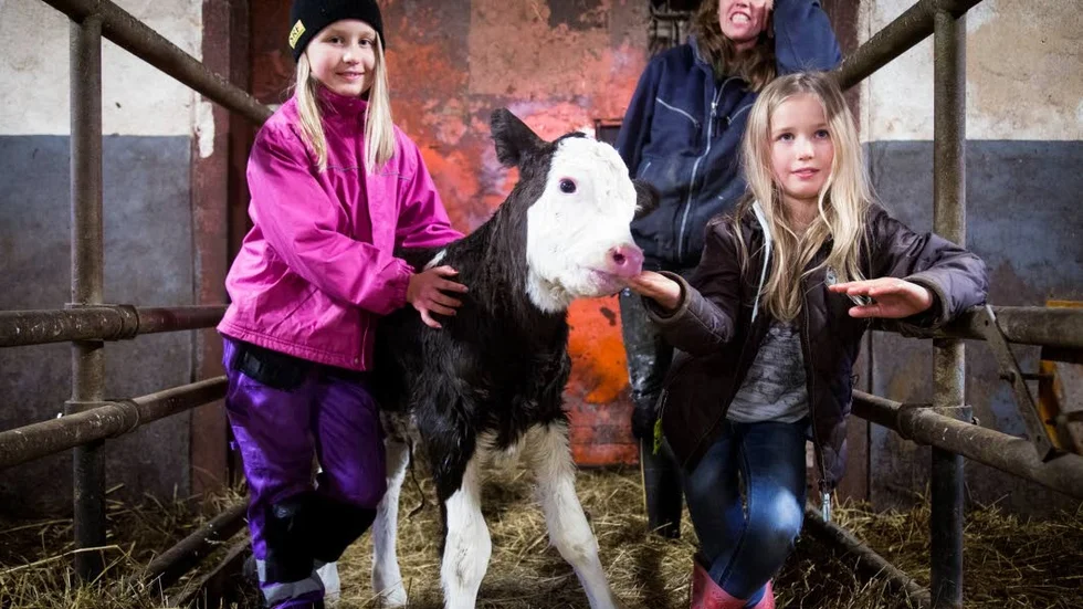 Anna Widgren tillsammans med döttrarna Elsa och Alice samt en av de bara några dagar gamla kalvarna.