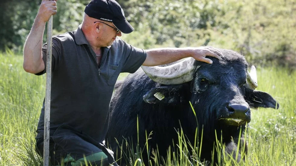 De stora hornen är respektingivande men den 700 kilo tunga tjuren litar på Per, tilltron är ömsesidig, och tjuren njuter av att bli kliad.