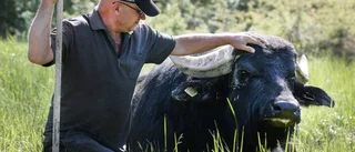 Exotiska djur sköter våtmarken