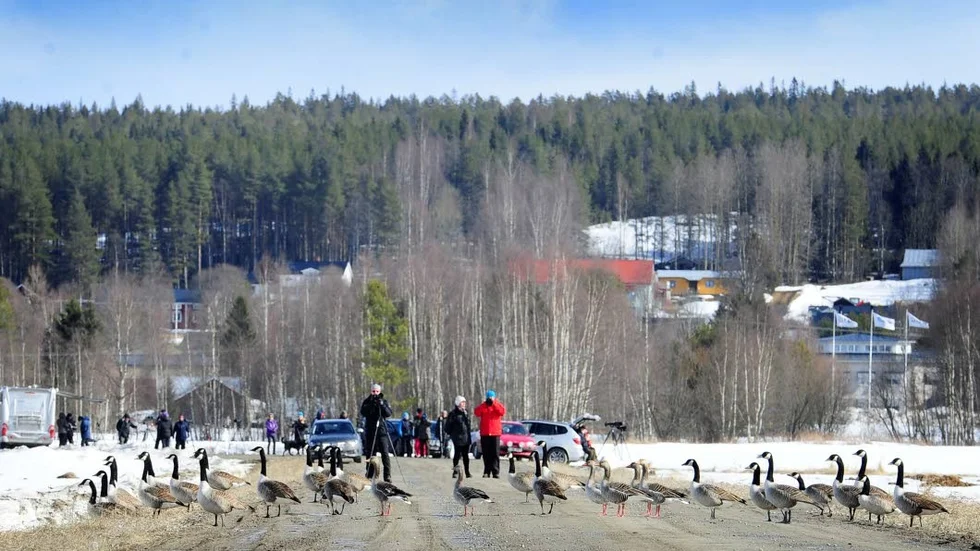 VÄGSTOPP. Stopp på vägen in mot Alviksgården då ett tåg av kanadagäss skulle passera ivriga fågelskådare under lördagen.
