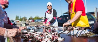 Årets surströmming på ingång