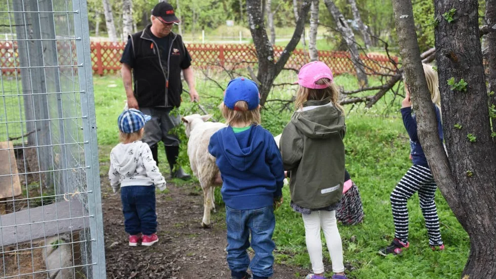 Mat. Ulf Tuoremaa matar fåren med en trädkvist full av gröna löv.