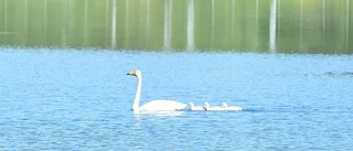 Dagens Luleåbild- den svårfotade svanfamiljen
