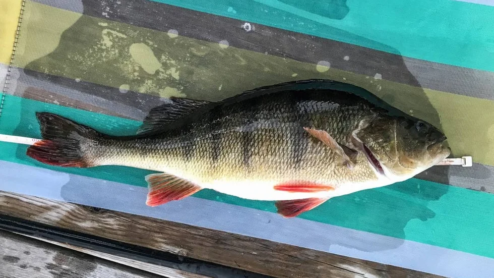 Rekordabborren 61,5 cm.
