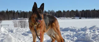 Dramat: Hunden satt fast under skjulet