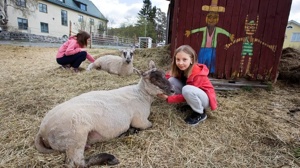 Vilar. Fåren har det mycket bra här.