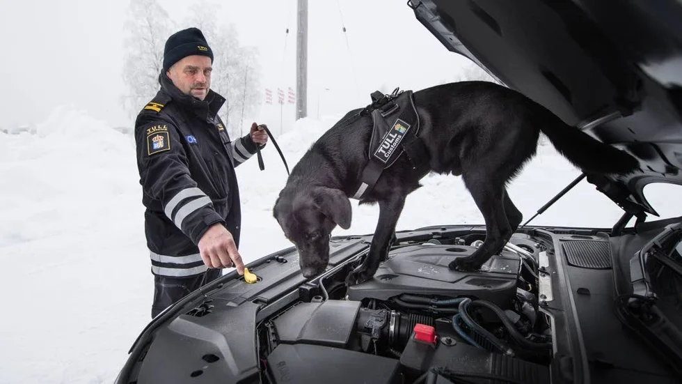 Viktig profil. En svart labrador, som enligt skötaren är fyra år, är många gånger anledningen till framgångarna. Skötaren, som inte vill uppge hundens namn, säger att den är utbildad på narkotika och vapen.