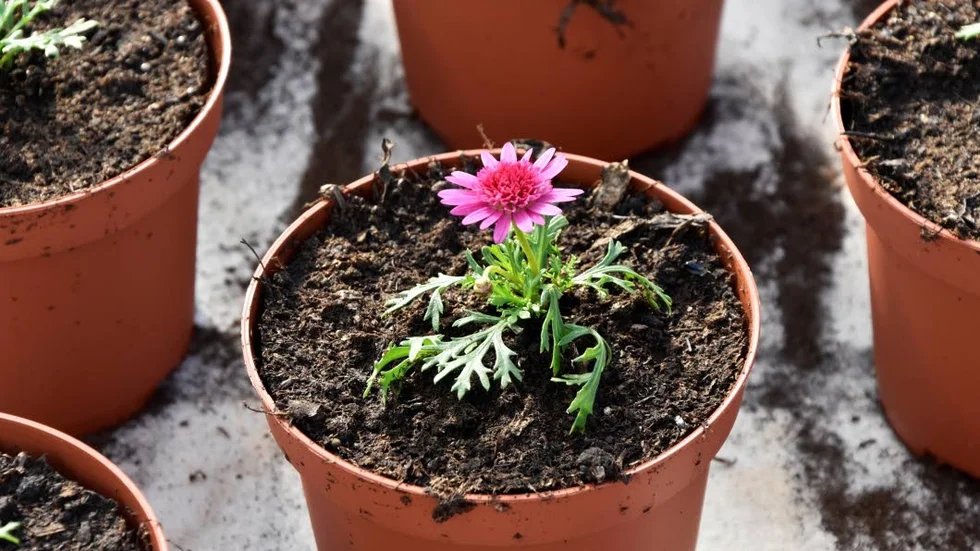 50 000 blommor kommer placeras i centrala Luleå