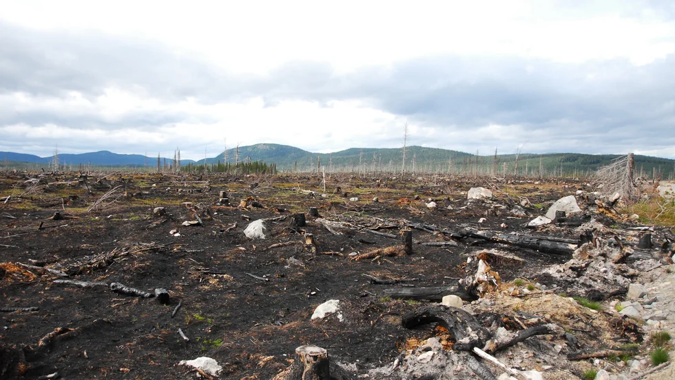 "Bilden är tagen i juli 2021 och visar ett 180 hektar stort kalhygge nära Tjappsåive i Arvidsjaurs kommun. Skogen här hade angripits av törskatesvamp"; skriver insändarskribenten.