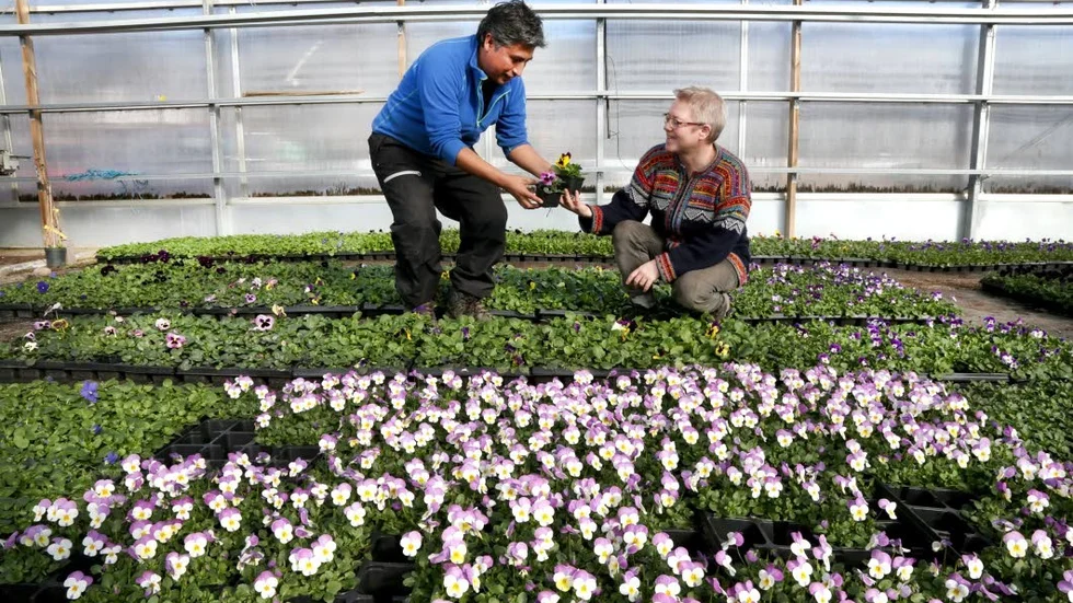 Eva och Andrés Espillco Ccaccachahua pysslar om sina penséplantor. Det är deras första år på Gotland som odlare.