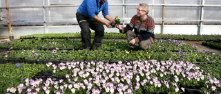 Tidig vårvärme får blommorna att jubla