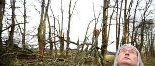 Enskilda skogsägare hårt stormdrabbade