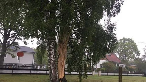 Blixten klöv ett träd i Roma.