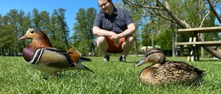 Udda fågel på besök – Daniel Sörensen, 26: "Han verkar hålla ihop med den här gräsandshonan"