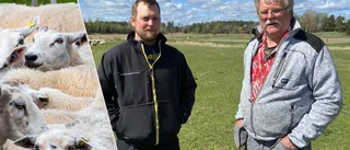 Flera vargattacker får Lars att lägga ned – efter 30 år • ”Det är jobbigt”
