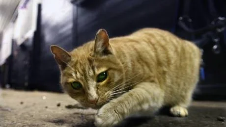 Julkatt. Stallkatterna har också bråda tider. I midvintertid letar många smågnagare efter mat inomhus.