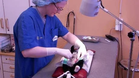 Veterinär. Personen på bilden har inget personligt samband med artikeln.Arkivfoto: Ulf Glimfalk