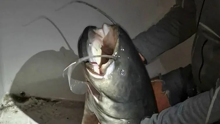 Markus Lantz mal mätte 144 centimeter och vägde 24 kilo. Den största mal som fångats i Sverige fångades även den i Båven år 1870. Längden och vikten, 360 centimeter och 180 kilo, väljer Rickard Gustafsson att ta med en nypa salt.