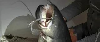 Markus, 51, fångade monstermal på 24 kilo