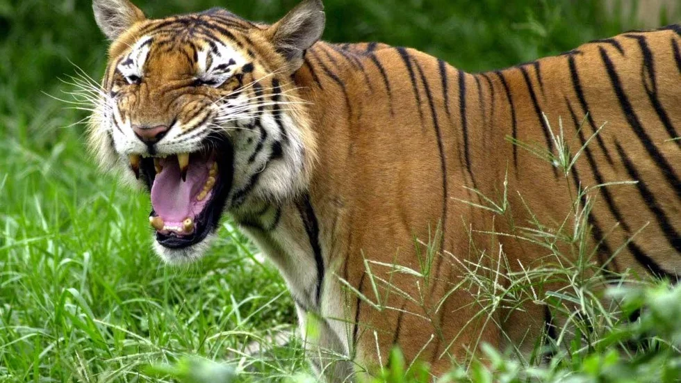 En av månadens goda nyheter är att tigerpopulationen ökar i Sundarbans, Bangladesh.  Tidigare har antalet vilda tigrar minskat i landet, men efter riktade insatser har antalet vilda tigrar ökat i regionen.