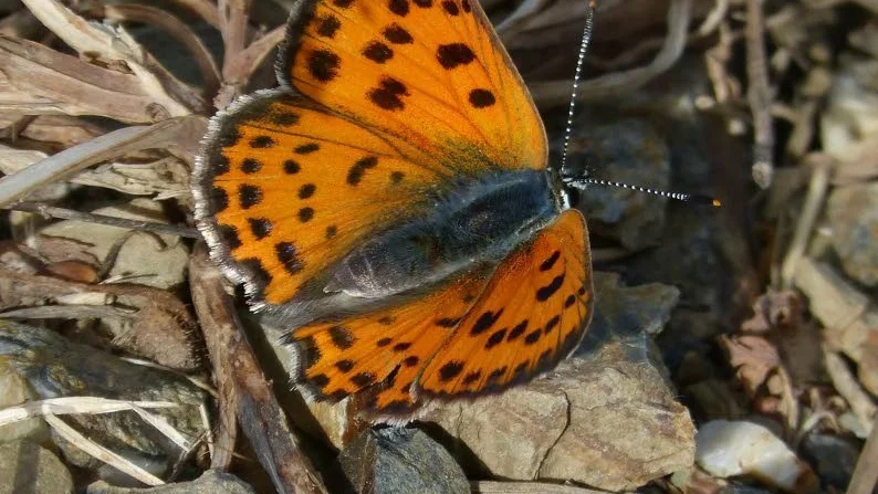 Väddnätfjärilen är idag ytterst sällsynt i sörmländska naturlandskapet.