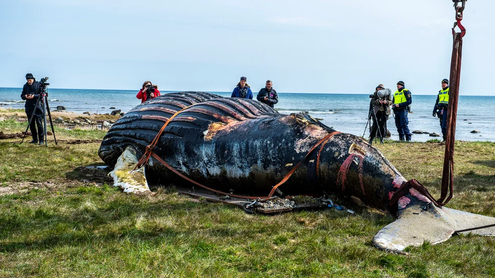 Knölvalen som strandat utanför Segerstads fyr på sydöstra Öland flyttas. Arkivbild.