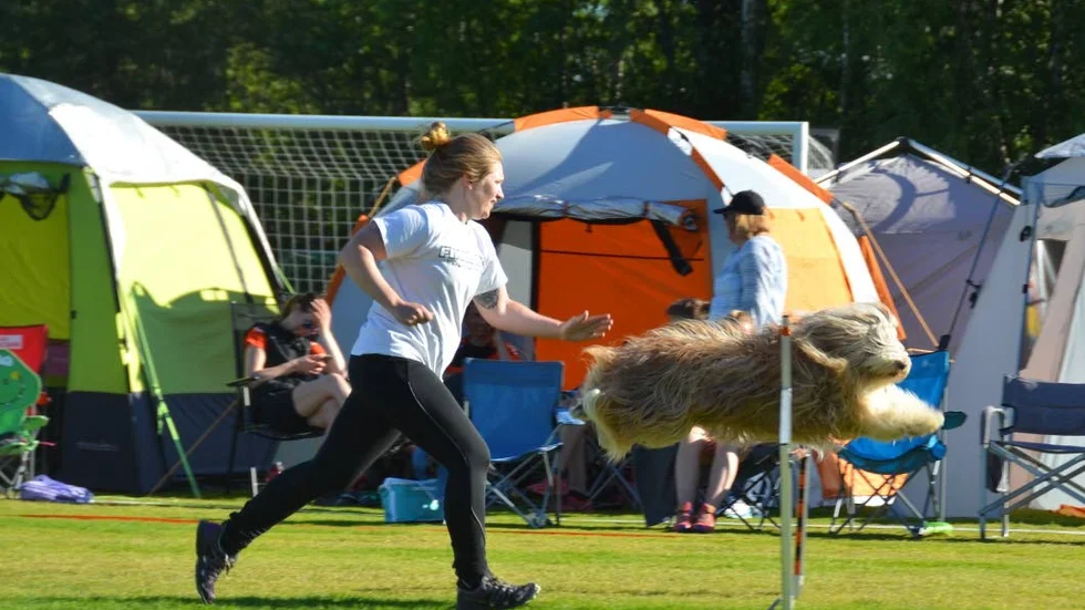 GALANT. Hunden tycks klara den här banan galant.