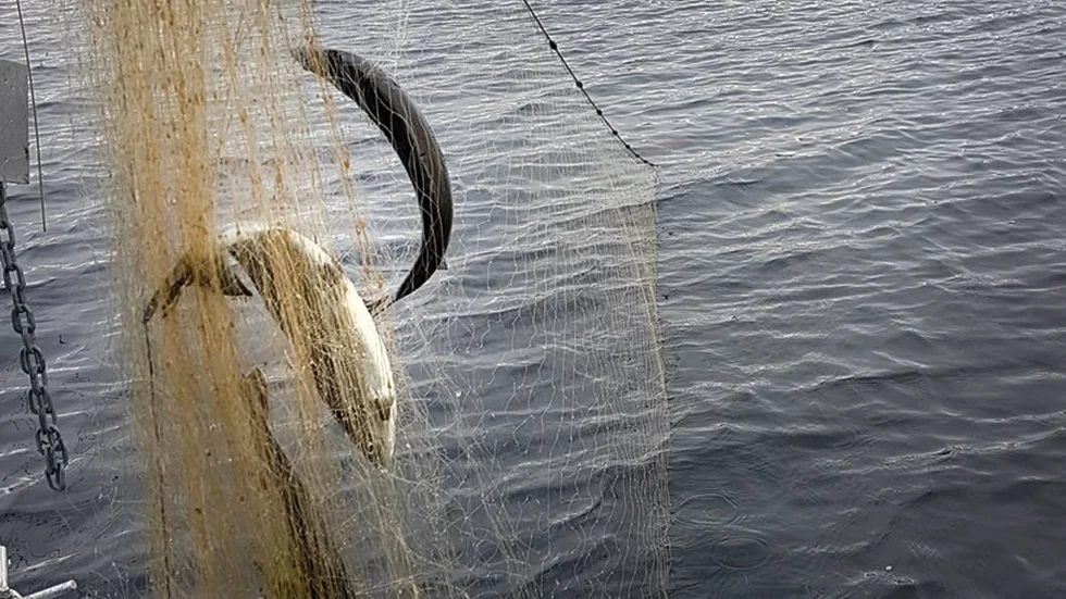 Rovfiske. Totalt 16 nät med drygt 40 lekmogna sikar. Det var vad Länsstyrelsen hittade i Alterälvens mynning på fredagen.