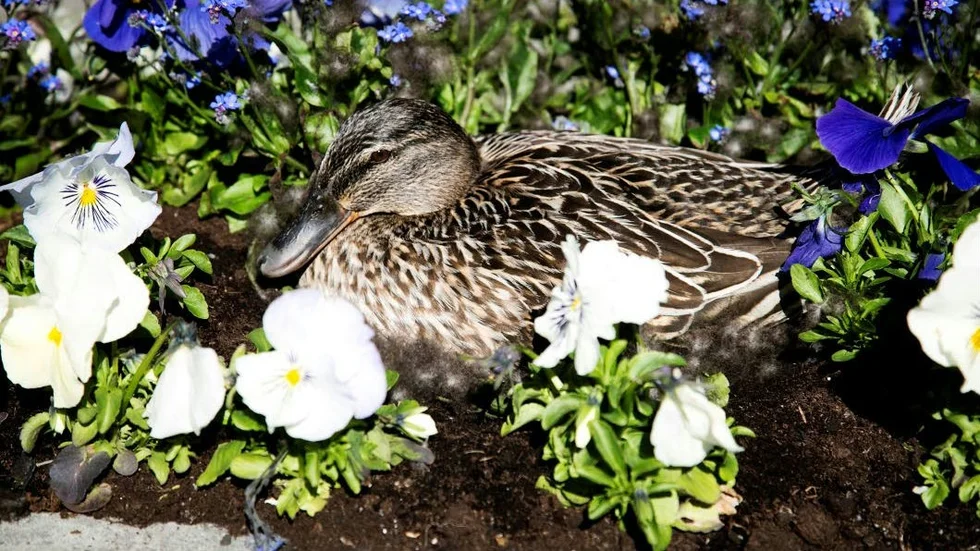 I en betonglåda för blommor på Donners plats har den här gräsanden slagit sig ner för att ruva.
