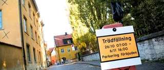 Historiska popplar sågas ned