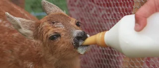 Farlig mytbildning kring söta lilla Bambi
