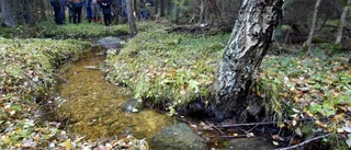 Havsöringen räddas av regnet