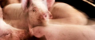Antibiotikaresistens stort problem
