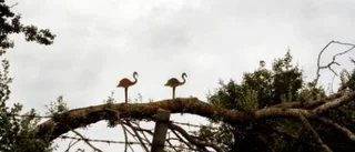 Hemliga konstnärer ställer ut flamingor