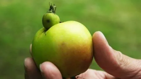 Stenkyrkeäpple. Den lilla utväxten är kännetecknar denna äppelsort.